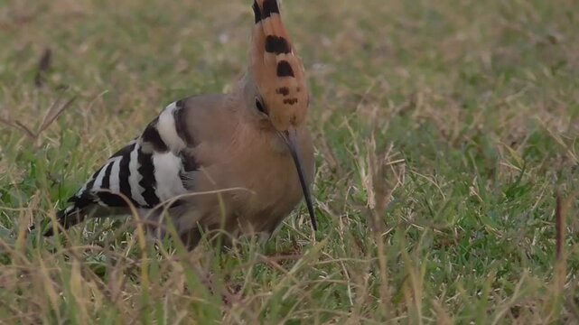 Eurasian Hoopoe or Common Hoopoe (Upupa epops) Feeding on Grassland