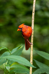 northern cardinal