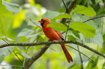 northern cardinal