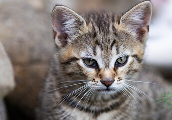 cute kitten portrait close up