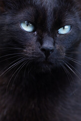 black cat portrait with blue eyes