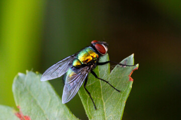 Green Bottle Fly 01