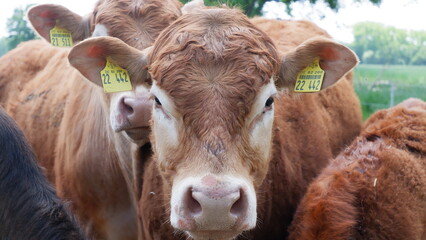 Braune Kuh mit Ohrmarke blickt in Kamera zwischen anderen Rindern auf Weide