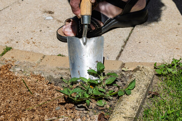 Gardener Weeding Flower Bed with Stainless Steel Metal Trowel