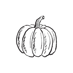 Pumpkin drawing in black brush stroke texture isolated on white. Hand drawn vector sketch illustration in vintage charcoal ink. Autumn symbol, Halloween, harvest design, vegetable design