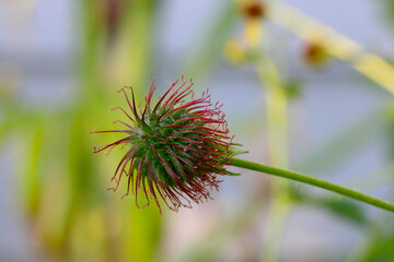 Yellow Avens 01