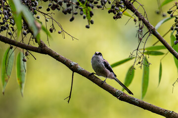 枝に止まるエナガ