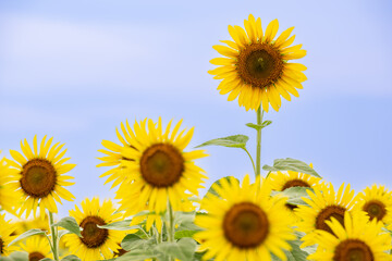 青空に咲くひまわり