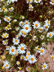 delicate flower of white chamomile. Matricaria chamomilla, white wildflowers. beautiful white chamomile flowers on a green field close-up on a summer day. floral background. beauty of nature.