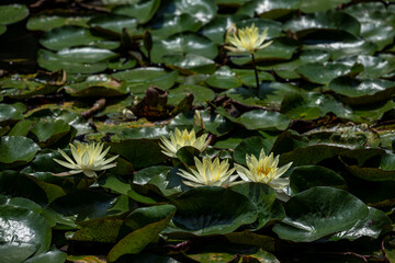 黄色い睡蓮の花