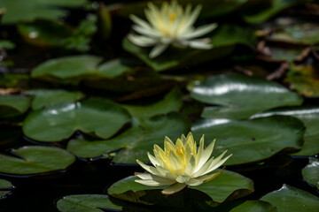 黄色いスイレン