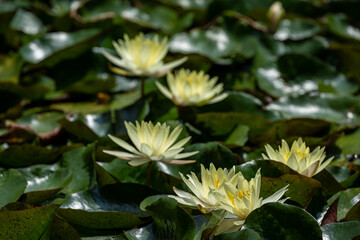 早朝に咲く黄色いスイレン