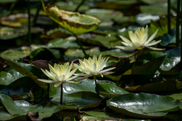 並んで咲く黄色いスイレン