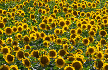 Close-up of many sunflowers in a field