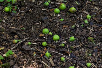 Fallen Unripe Green Apples on the Orchard Floor