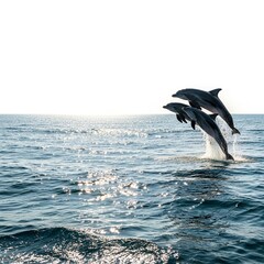Fototapeta premium Dolphins jumping gracefully in the ocean under bright sunlight - Concept of wildlife to illustrate the presentation 