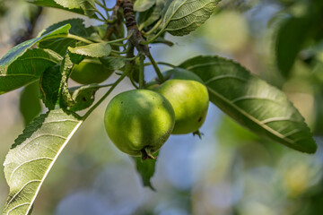 Young Green Apples Ripening on a Sunlit Branch in Early Summer