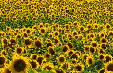 Close-up of a blooming sunflower crop