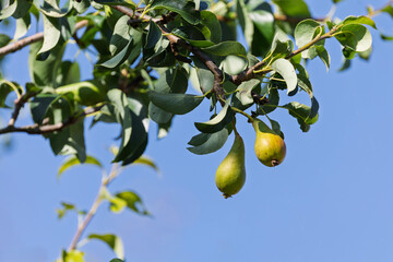 Pair of Young Green Pears Growing on a Branch With Leaves
