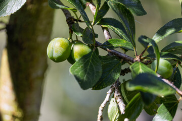 Young Green Plums Ripening on a Sunlit Branch