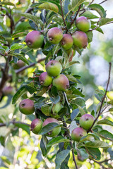 Abundant Young Apples Ripening on a Tree Branch