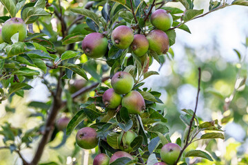 Abundant Young Apples Ripening on a Tree Branch