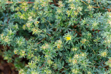 Shrub with Green Leaves and Yellow Flowers