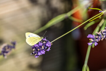 Green-veined White butterfly (Pieris napi) Necctaring on Lavendar Flower in Garden on Summer Day