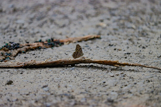 Butterfly on a Timber Rattlesnake Rattle Snake Carcass 