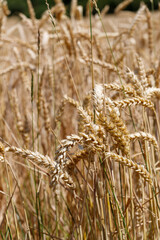 Wheat Field Close-Up