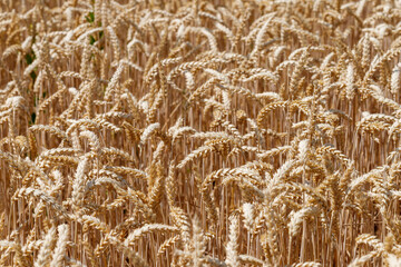 Field of Ripe Wheat