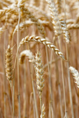 Close Up View of Wheat Field