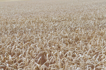 Field of Ripe Wheat Crops