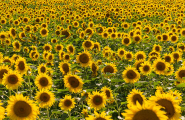 Close-up of a blooming sunflower crop