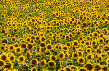 Close-up of a blooming sunflower crop.Background of sunflowers