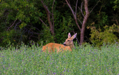 A roe deer standing in an alfalfa crop