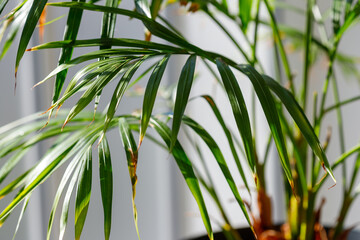 Potted Palm Plant with Green Leaves