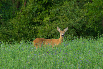 Portrait of a female roe deer looking from the grass