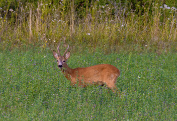 Portrait of a male roe deer looking from the grass