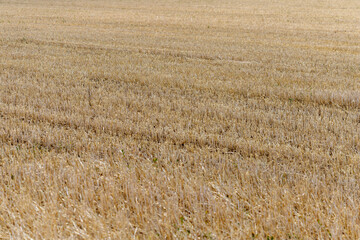 Harvested Wheat Field Stubble