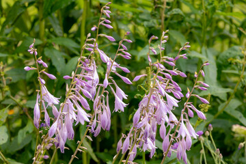 Selective focus purple pink flowers of Hosta sieboldiana in the garden, Plantain lilies are widely...