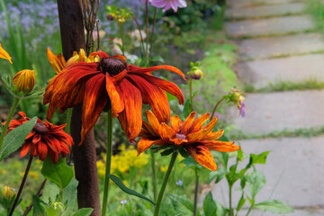 Flowers of Rudbeckia is growing in rural garden. Cottage garden. Rudbeckia grows in meadow. Black eyed susan. Sunny day in autumn.