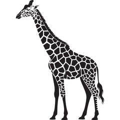 Fototapeta premium Silhouette of a giraffe with a long neck and spots standing on a white background in full body view on transparent background