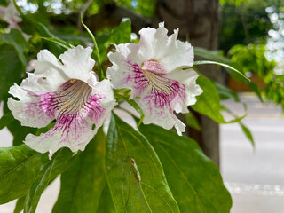 Desert Willow Blossom 02