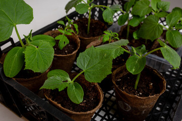 young cucumber and tomato seedlings in a peat pot in a plastic box for storing and delivering vegetables and fruits. sprouts for an agronomist's greenhouse. space for text