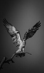 Black and white photograph of an osprey at the peak of wing extension, moments before taking flight.
Captured against an empty sky, the image emphasizes form, motion, and silent power.