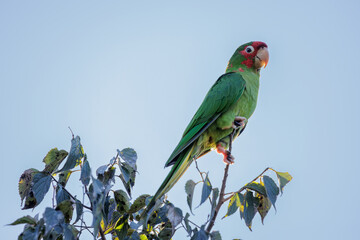 Mitred Parakeet (Psittacara mitratus) perched on a branch.
