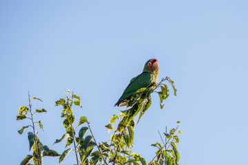 Mitred Parakeet (Psittacara mitratus) perched on a branch.