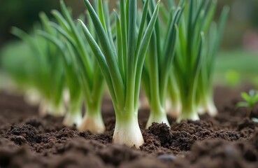 Obraz premium Green onions grow in fertile soil, vibrant green stalks, white bulb bases. Macro photography captures detailed texture of young plants thriving in garden setting. Focus on healthy growth,