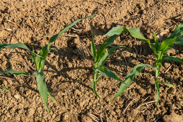 A green corn field with plants growing thriving in nature. This image evokes feelings of fertility and growth, symbolizing the beauty of sustainable agriculture, good food that respects the earth.